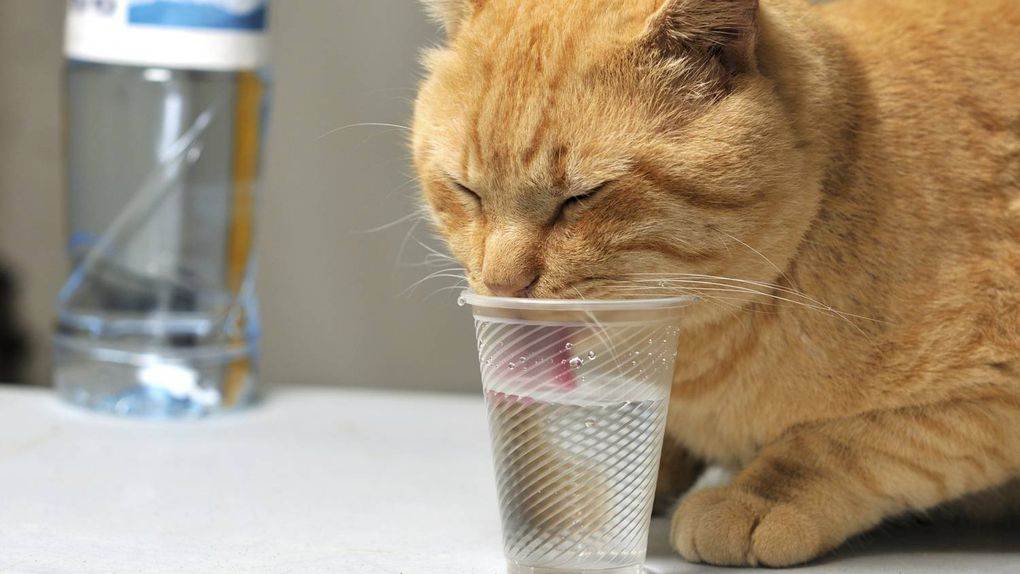 7 способов заставить кота пить воду