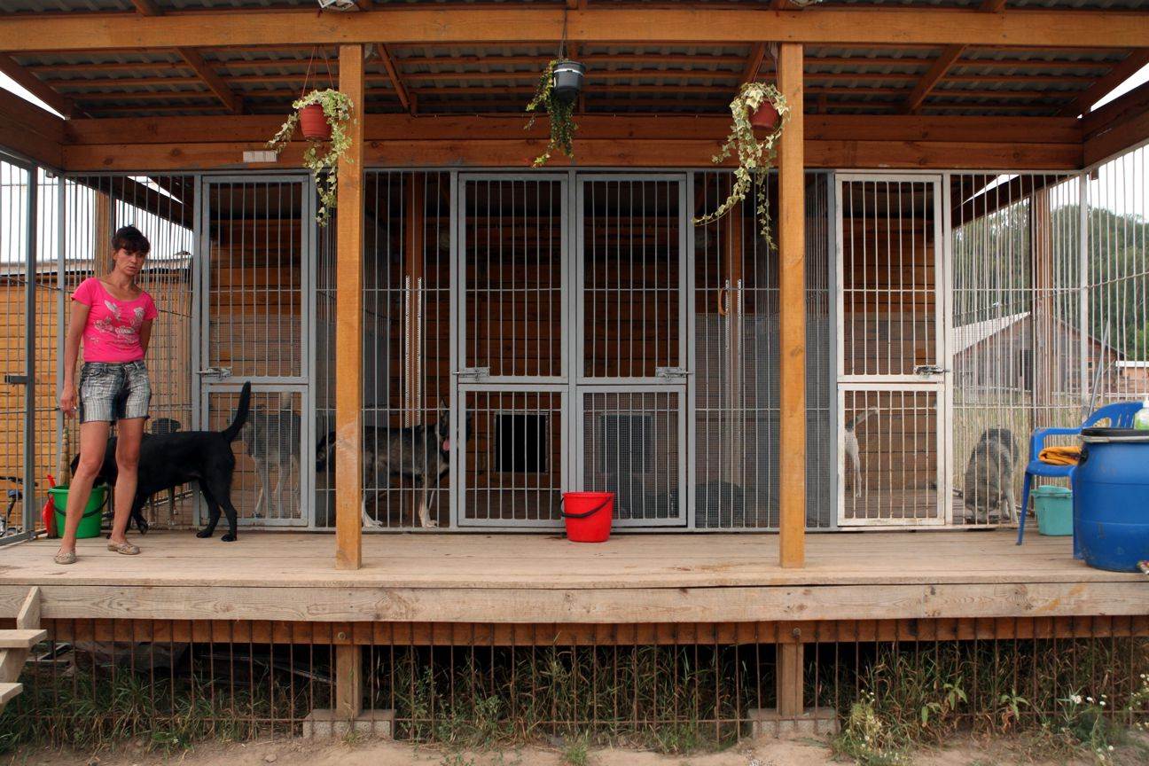 Гостиница для кошек: современные отели для животных и домашние передержки