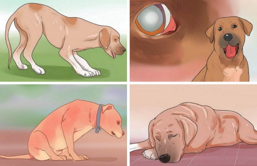 Энцефалит у собак: симптомы, лечение