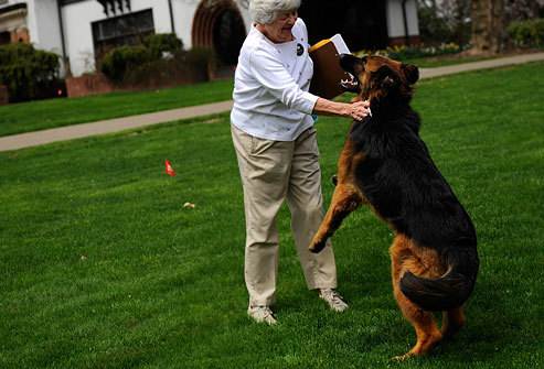 Как отучить собаку, щенка прыгать на хозяина, на знакомых ей людей: советы кинолога