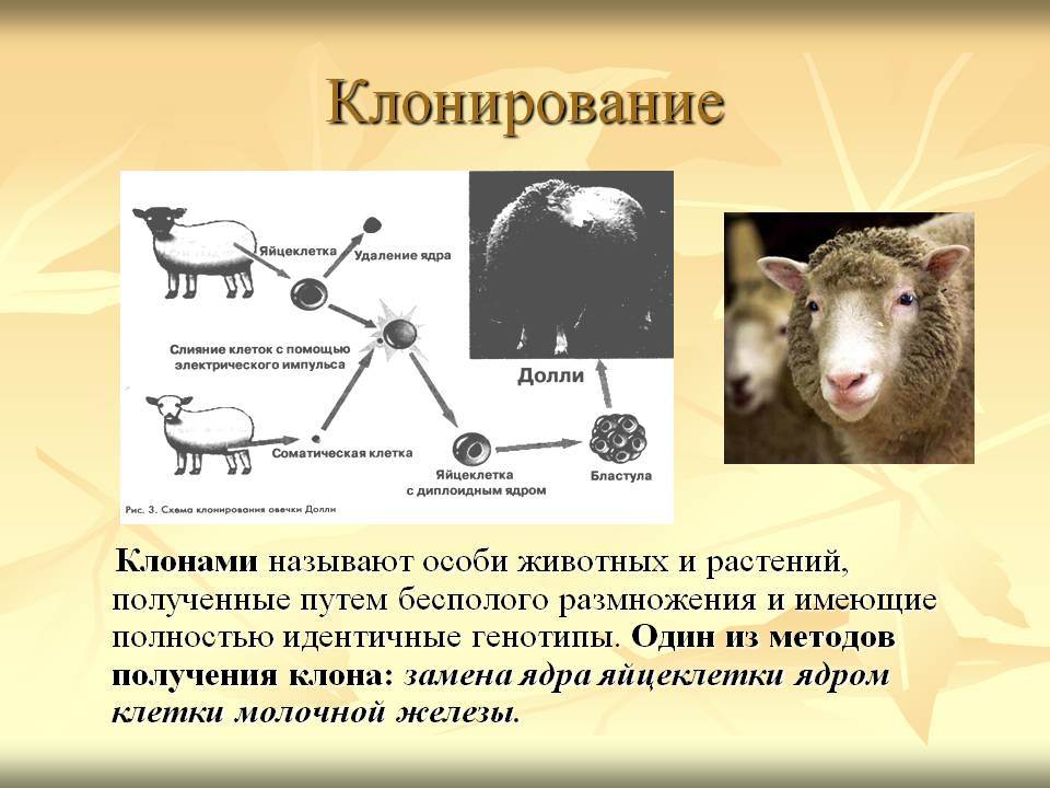 Клонирование: особенности и виды клонированных животных. овечка долли
