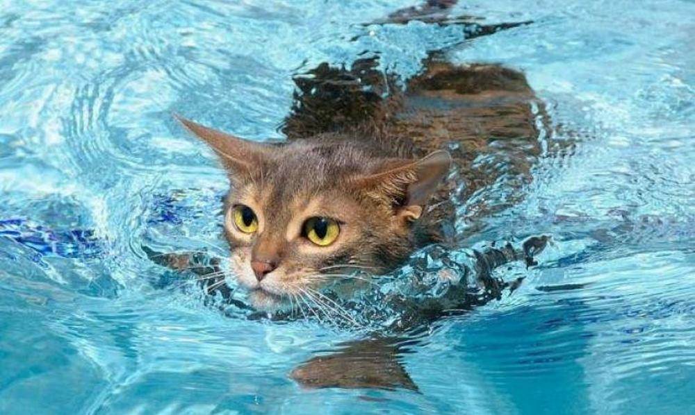 ᐉ почему коты не любят воду – умеют ли кошки плавать? - zoomanji.ru