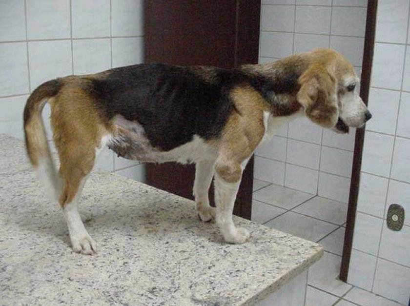 Эндометрит, вагинит, орхит у собак и кошек - лечение | ветклиника "толстый лори"