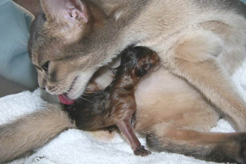 Беременность кошек: инструкция для хозяина