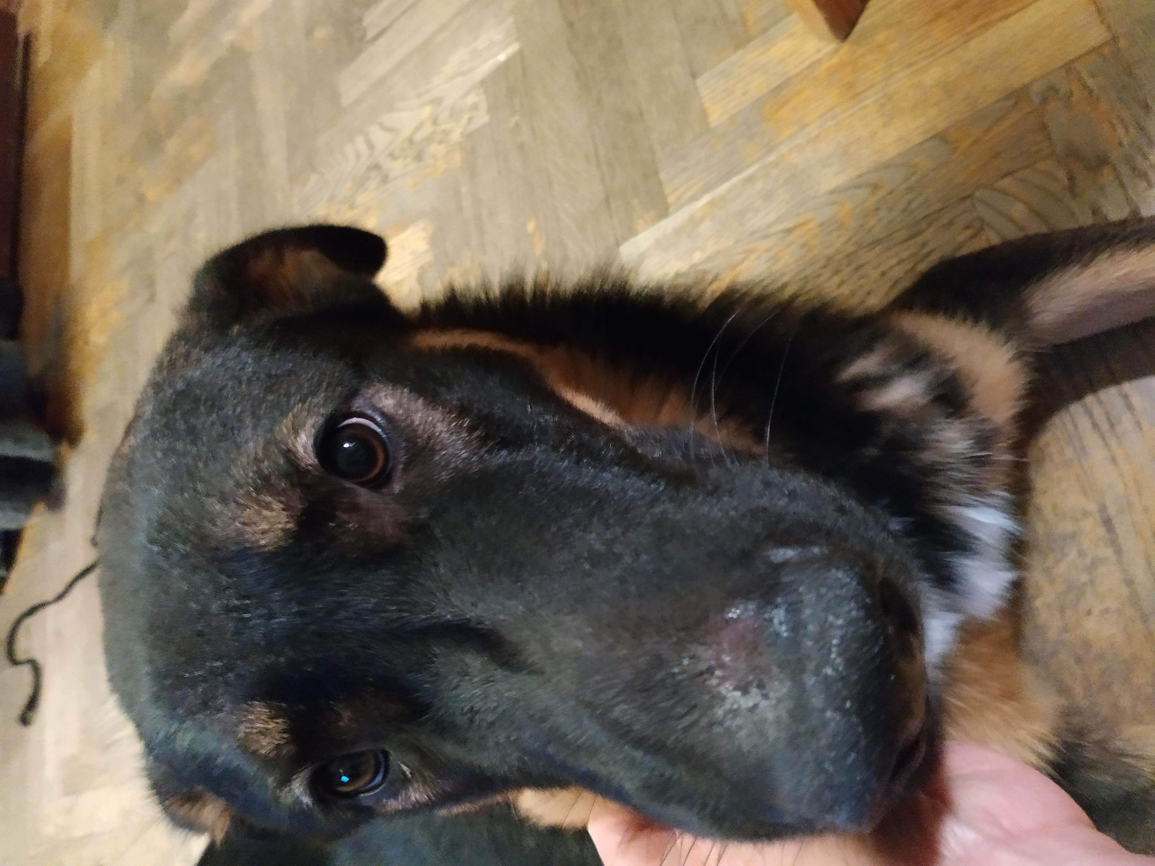 Сухой нос у собаки: причины появления, методы борьбы - kupipet.ru