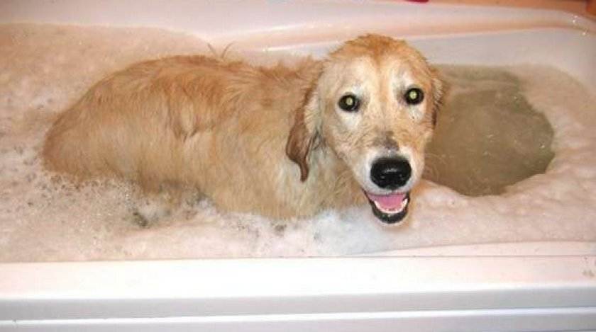 “за” и “против” средств для людей и ответ на вопрос, можно ли мыть собаку человеческим шампунем