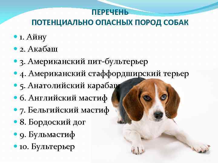 Список опасных пород собак в россии 2019 — о чем говорит федеральный закон с новыми поправками