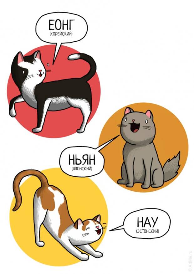 Как понять кошачий язык: виляние хвоста, звуки