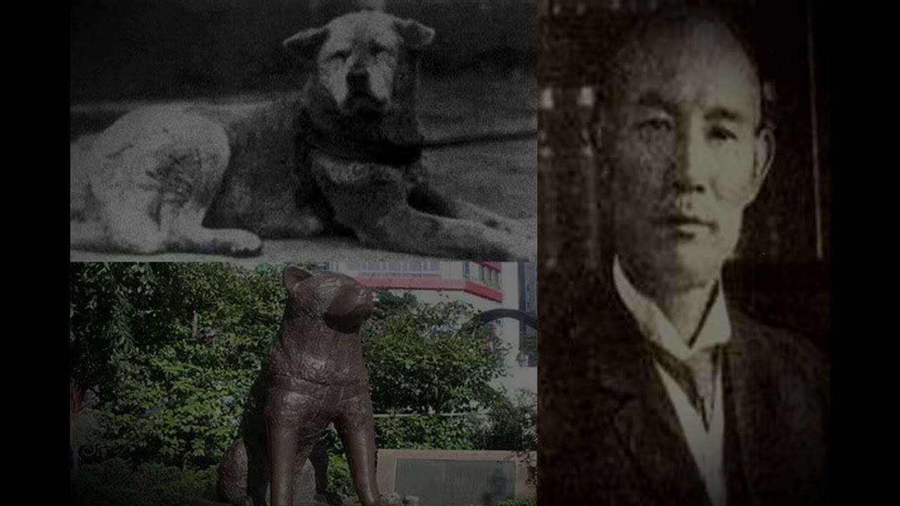 Памятник хатико в японии. история четвероногого друга
