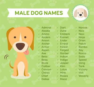 Имя для собаки: советы по выбору