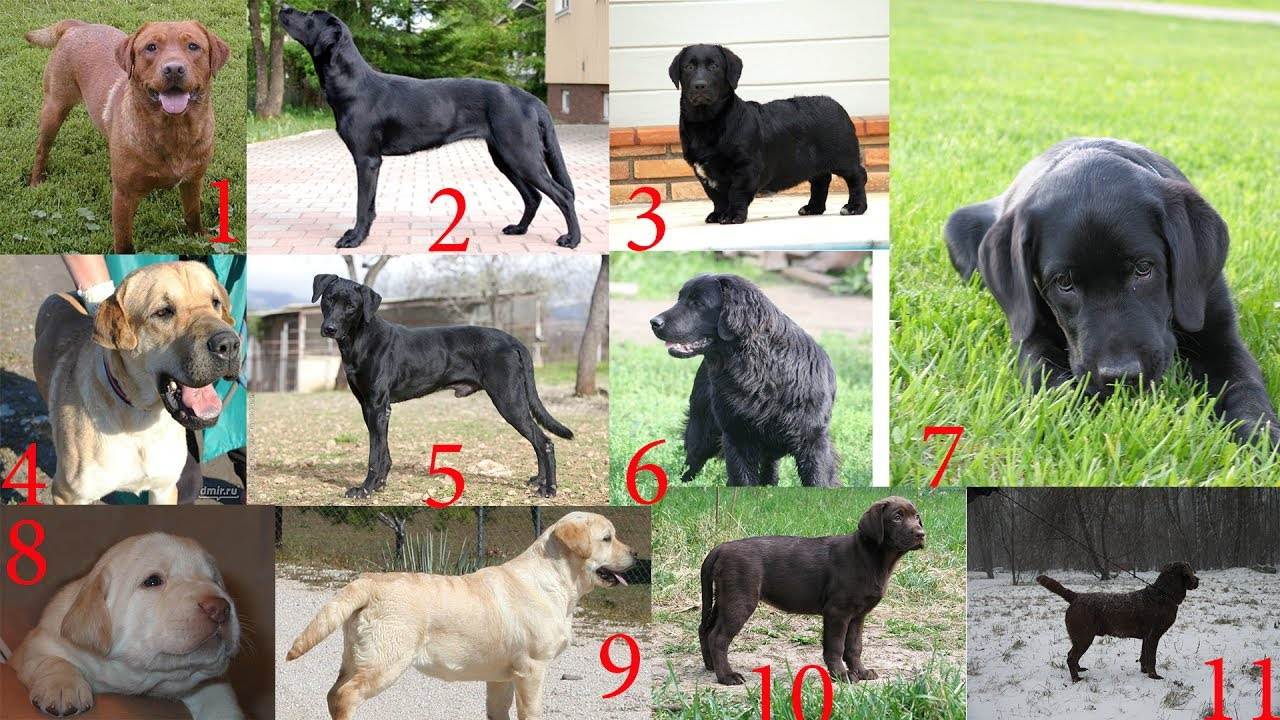Как определить породу собаки - по внешнему виду, по фото, по щенку