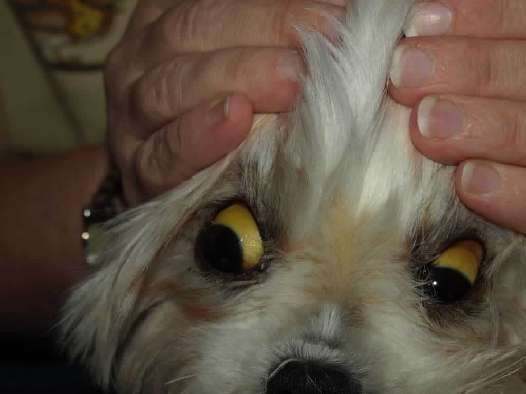 Травмы глаз у собак: что делать?