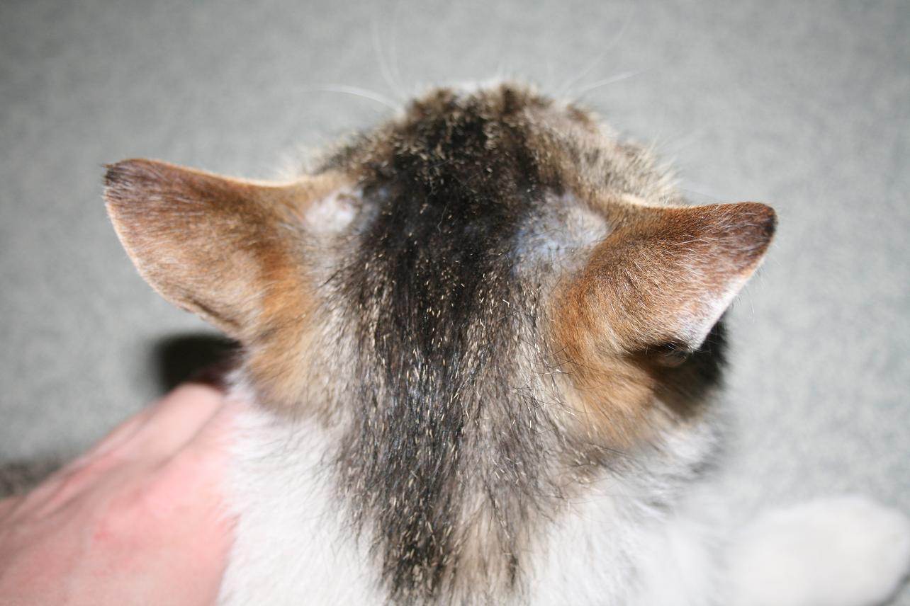 Рекомендации для собак и кошек с дерматитом