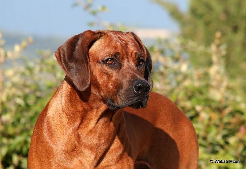 Родезийский риджбек порода собак. описание, особенности, уход и цена | givotinki.ru