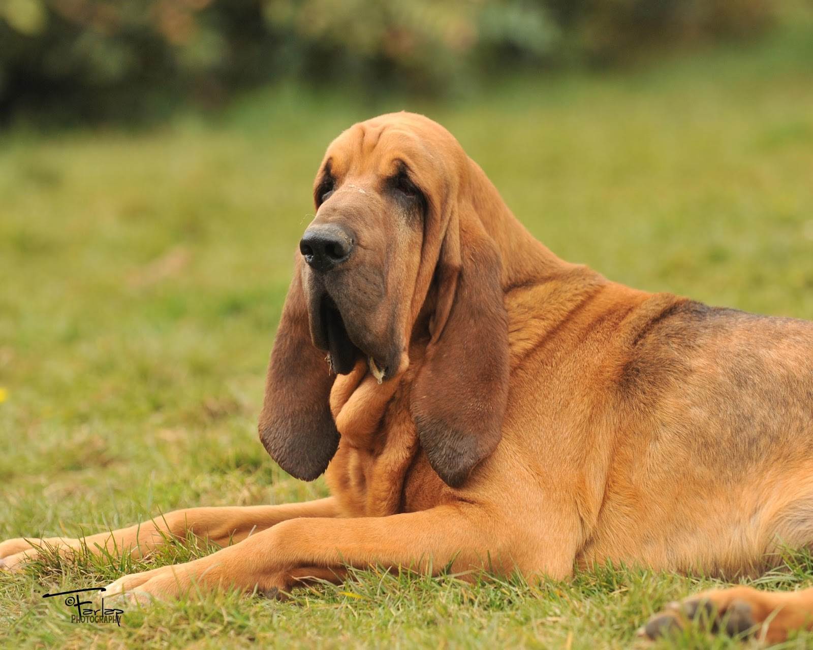 Бладхаунд собака. описание, особенности, виды, уход и цена бладхаунда | живность.ру