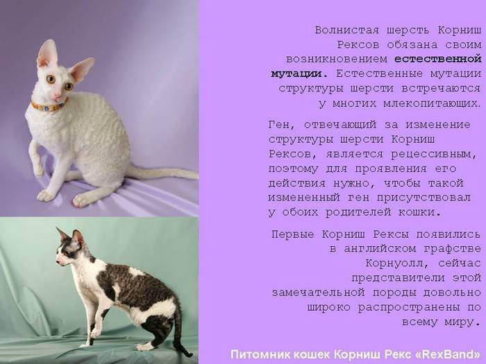 Кошка корниш-рекс: описание породы, характер, уход за питомцем  - mimer.ru