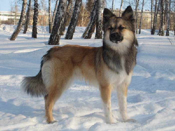 Ненецкая лайка (оленегонная): описание породы собак с фото и видео