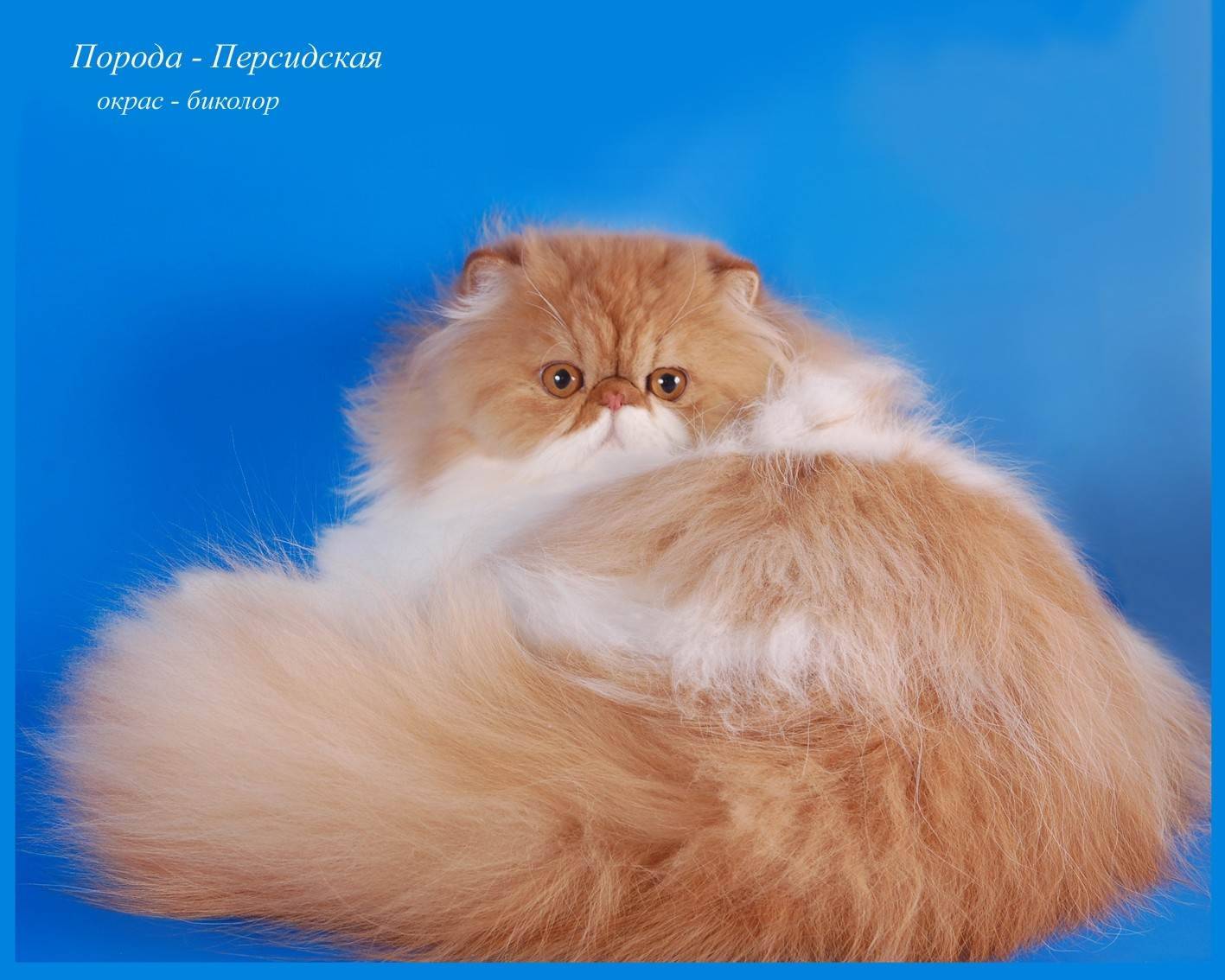 Порода кошек персидская, разновидности персидской длинношерстной кошки