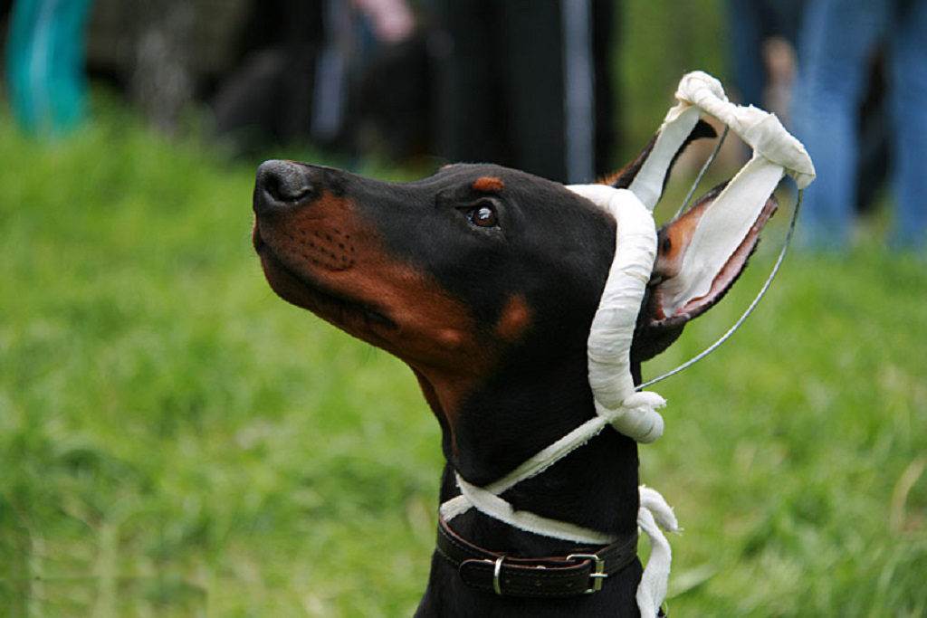 Доберман с некупированными ушами и хвостом: фото собак, мнение ветеринара, плюсы и минусы хирургического вмешательства