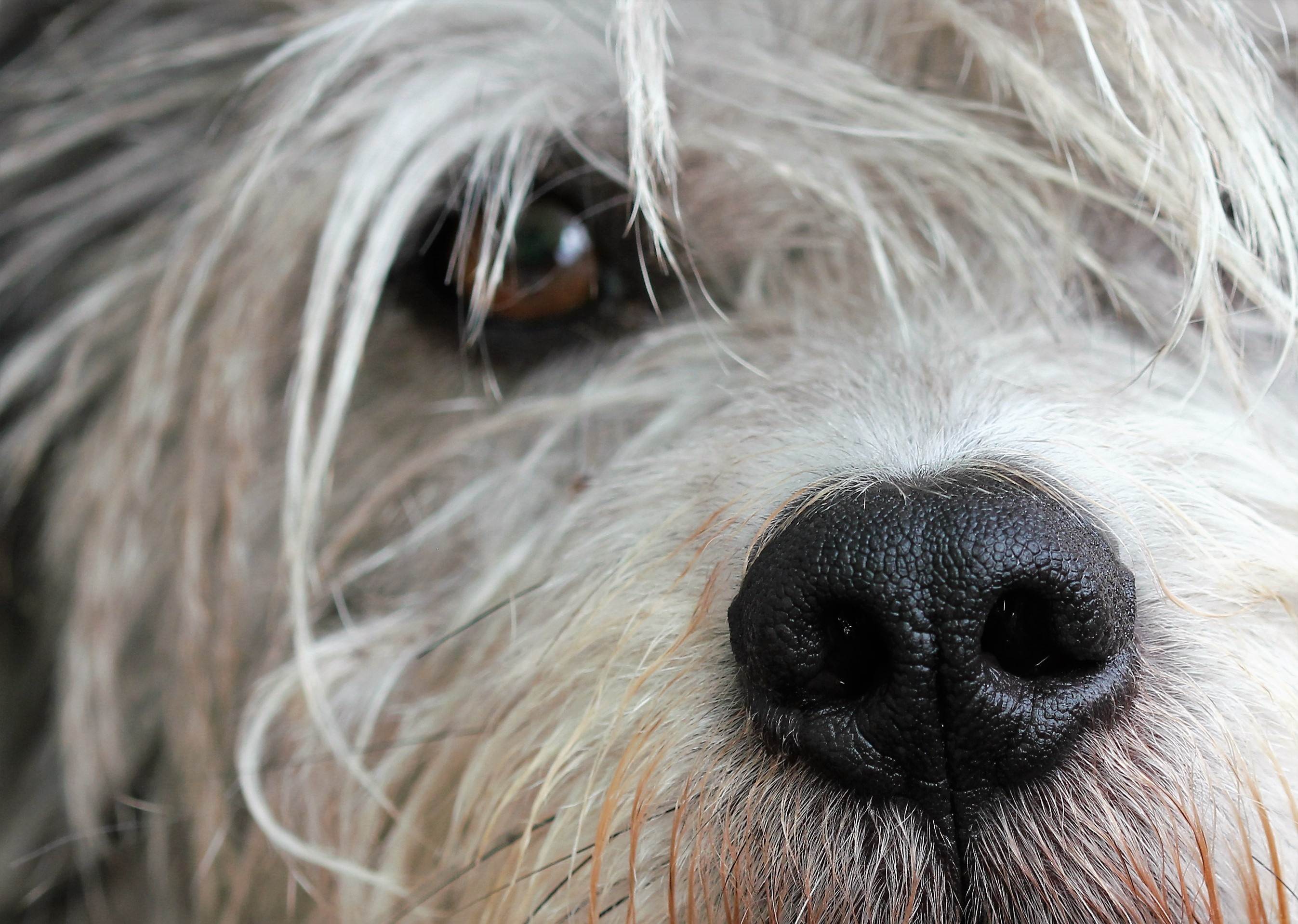 У каких собак выпадают глаза и почему: особенности строения черепа отдельных пород, нюансы ухода, что делать при выпадении глаз у собаки
