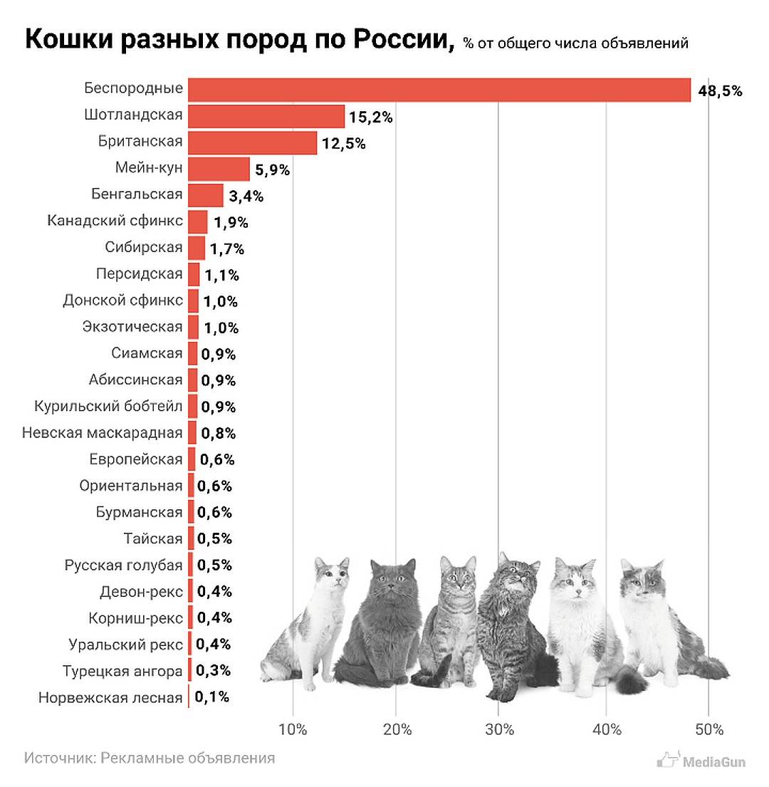 Сколько существует признанных пород кошек - oozoo.ru