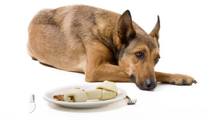 Рвота у собаки после еды непереваренной пищей - что делать?