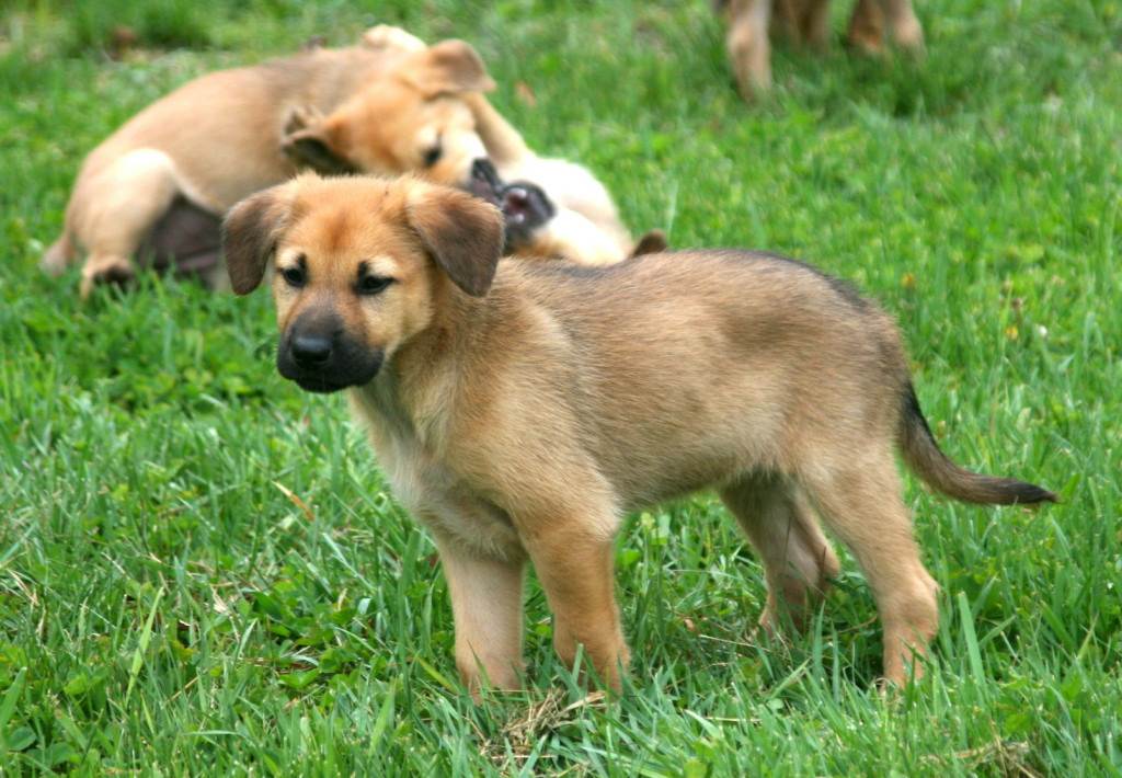 Чинук - описание породы собак, фото, характер