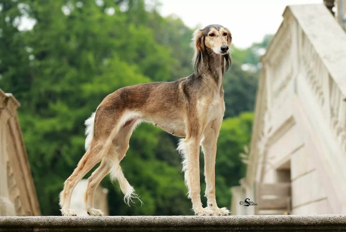 Рейтинг собак по интеллекту — 136 самых умных собак с описанием