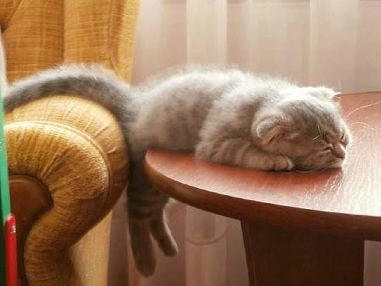 Чуть не проспал. Кот устал. Котики для поднятия настроения. Ленивый кот. Котик хочет спать.
