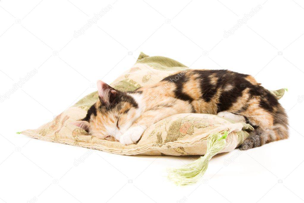 Что значит, если кошка спит в вашей постели, ложится в ногах, на живот или на подушку у головы