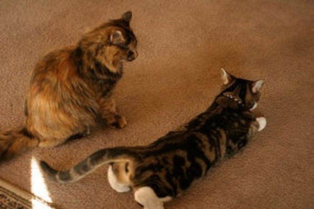 Могут ли кастрированные коты спариваться с кошками: последствия
