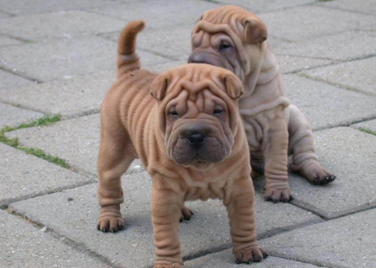 ᐉ собаки со складками — название морщинистых пород, фото, описание - getzoofood.ru