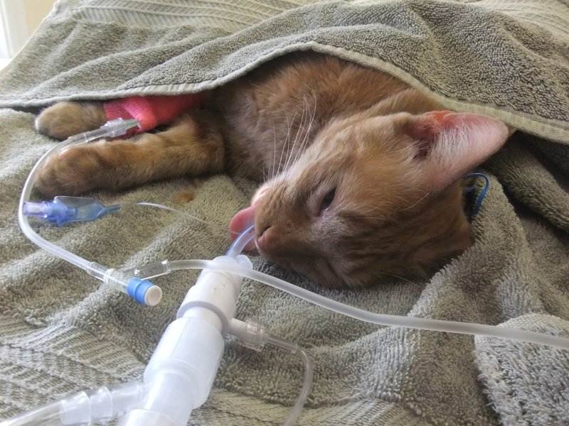 Сколько кошка отходит от наркоза после стерилизации и как помочь