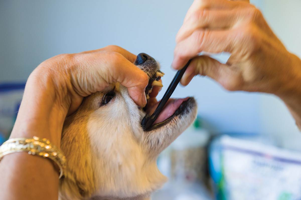 Чистка зубов собаке зачем она нужна и как проводитьветлечебница рос-вет