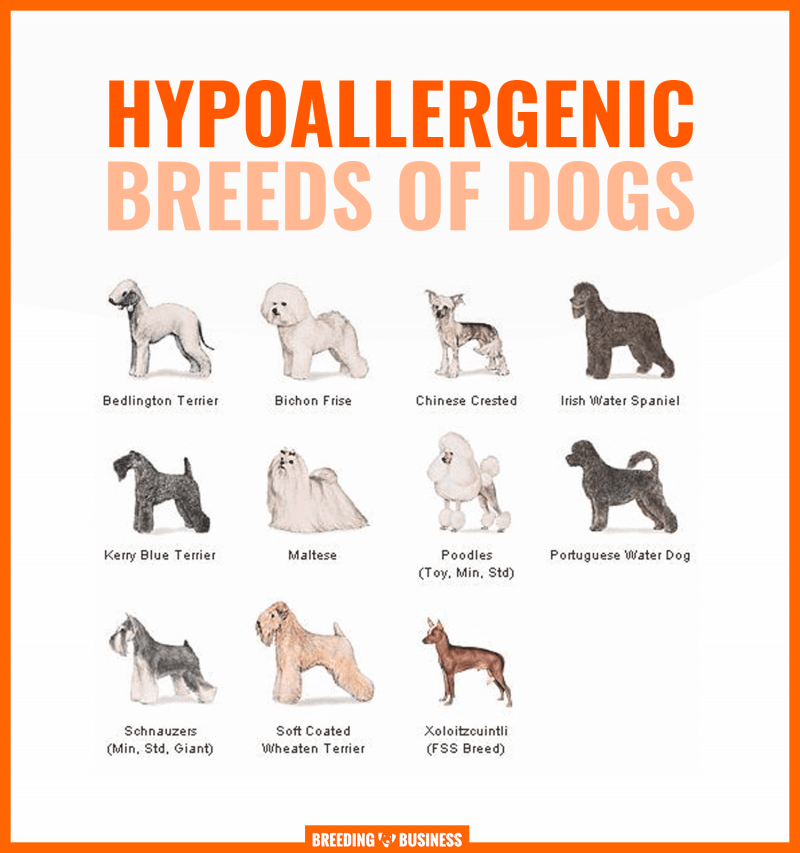 Гипоаллергенные собаки: список пород и их особенности