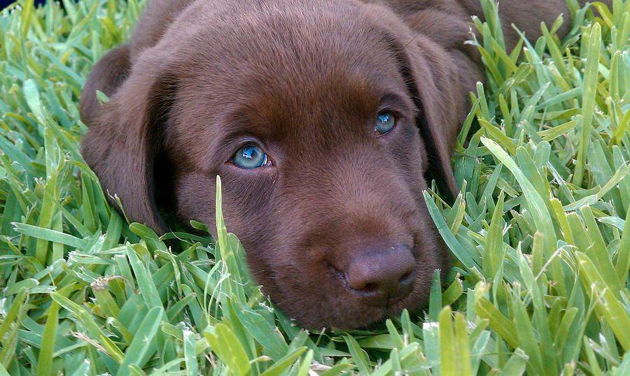 Шоколадный лабрадор с голубыми глазами
