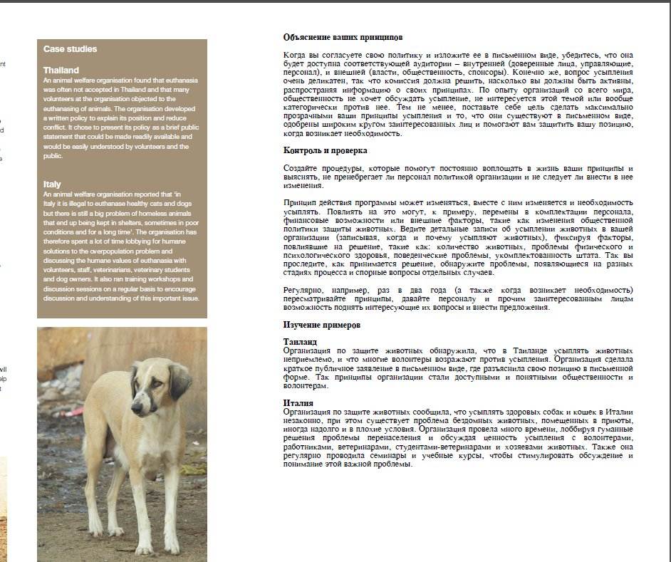 Ландсир: характеристики породы собаки, фото, характер, правила ухода и содержания - petstory