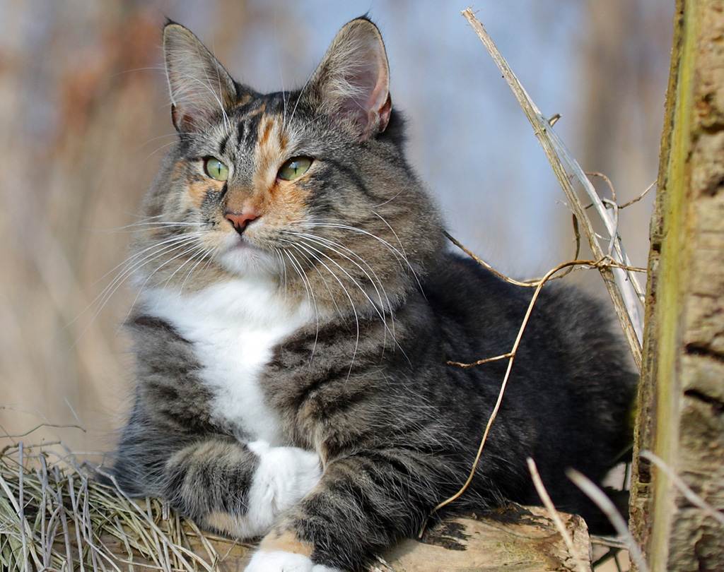 Лесная европейская кошка: описание породы, характер (с фото и видео)
