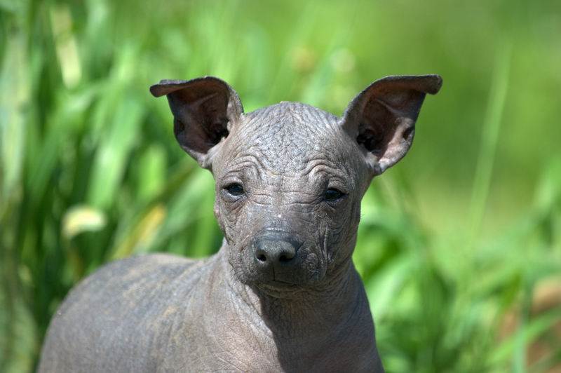 Мексиканская голая собака (ксолоитцкуинтле) — описание породы (с фото)