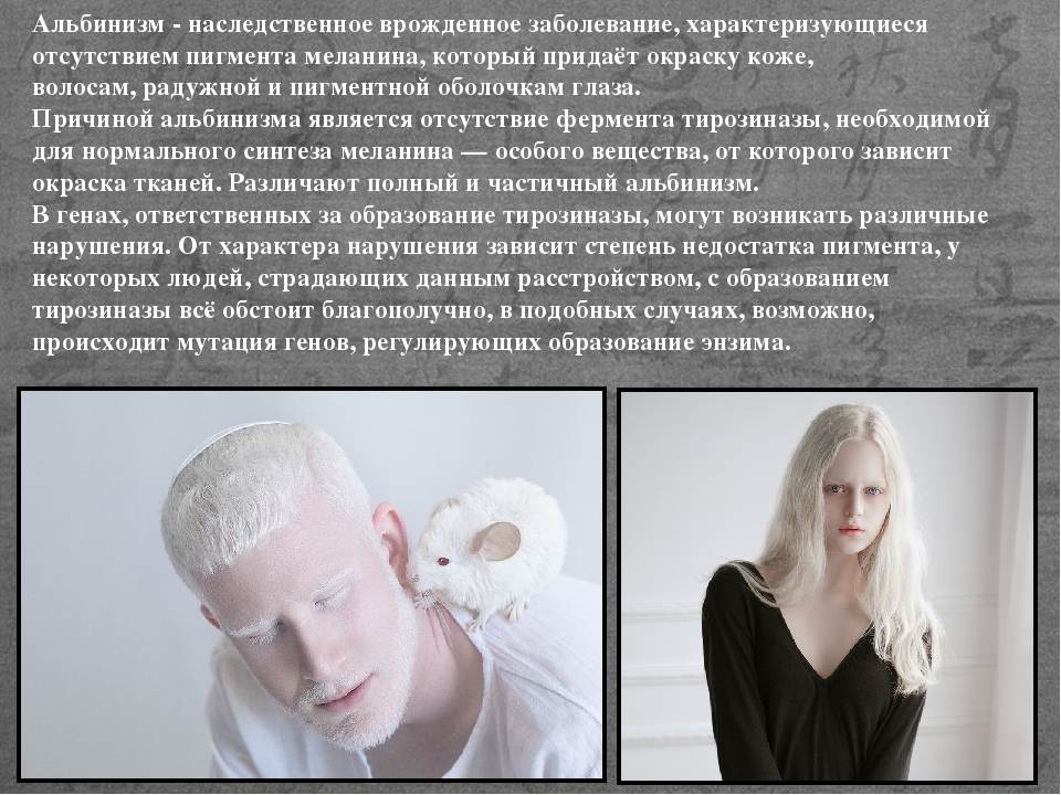 Окрасы добермана: альбинос, белый, черный и коричневый, голубой и изабелловый | medeponim.ru