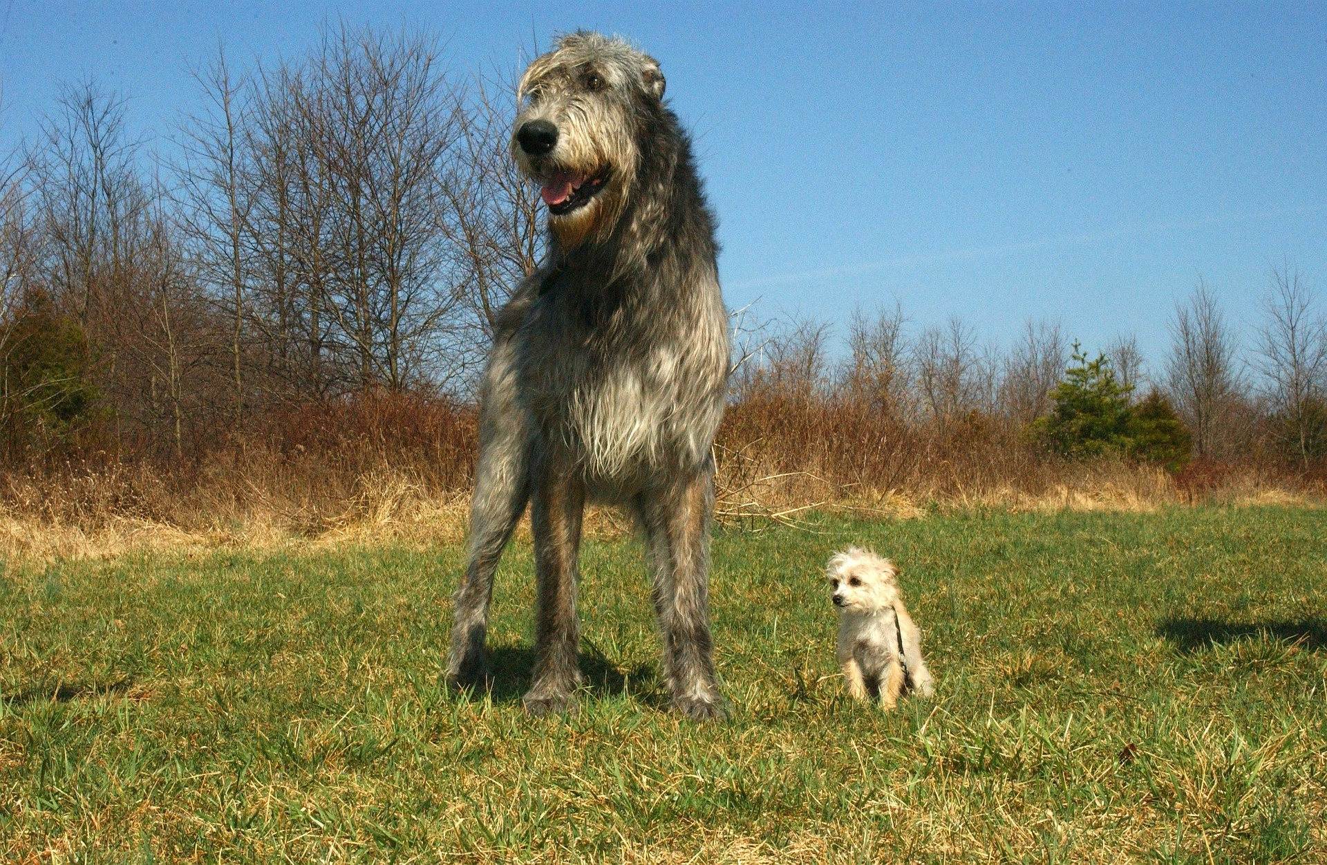 Ирландский волкодав - порода охотничьих собак (100 фото) + описание породы от а до я