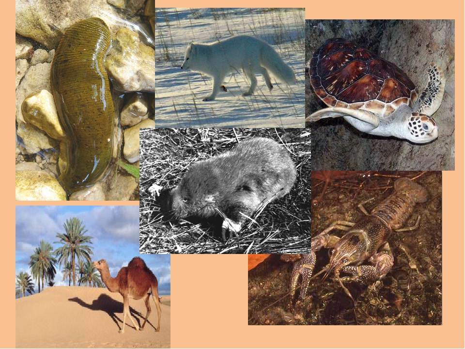 Животный мир планеты: характеристика, особенности, роль, угрозы и защита — природа мира