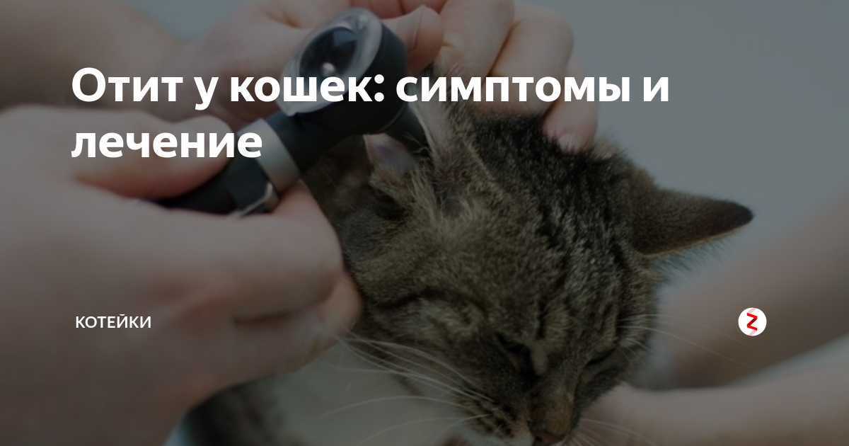 Отит у кошек: чем лечить, симптомы и лечение заболевания в домашних условиях