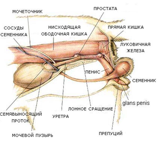 Собачий пенис - canine penis - abcdef.wiki