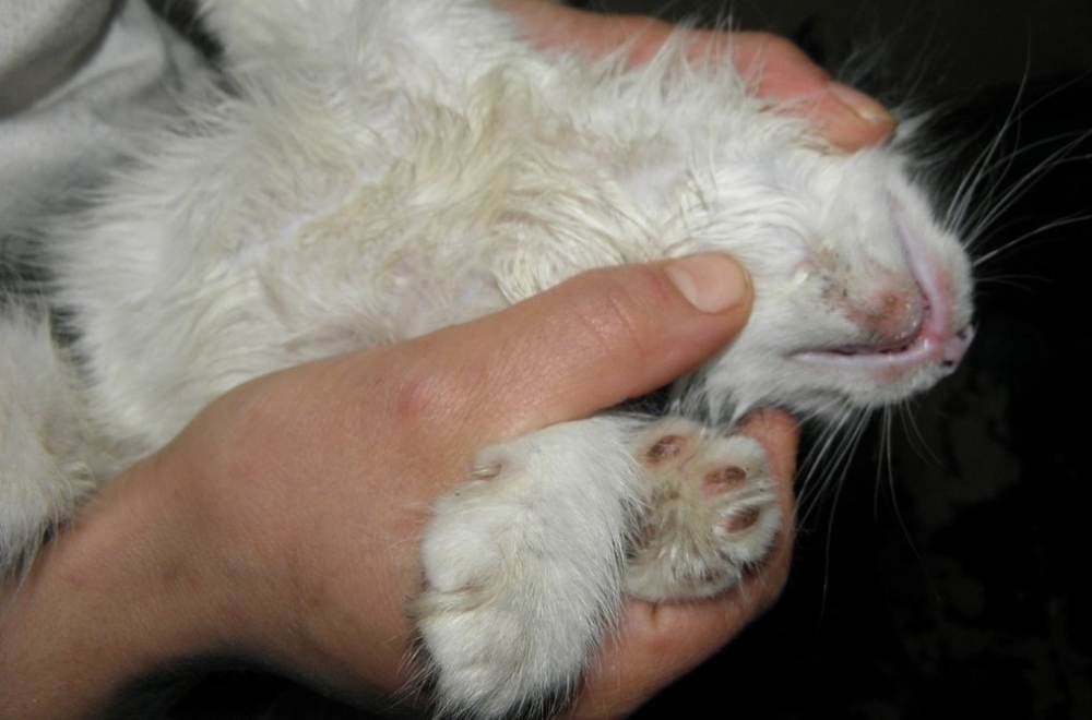 Дерматит у кошек - симптомы и лечение в домашних условиях