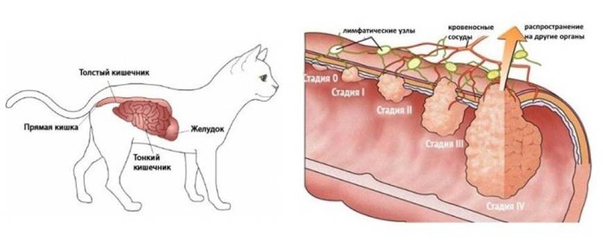 Удаление опухоли молочной железы у кошки