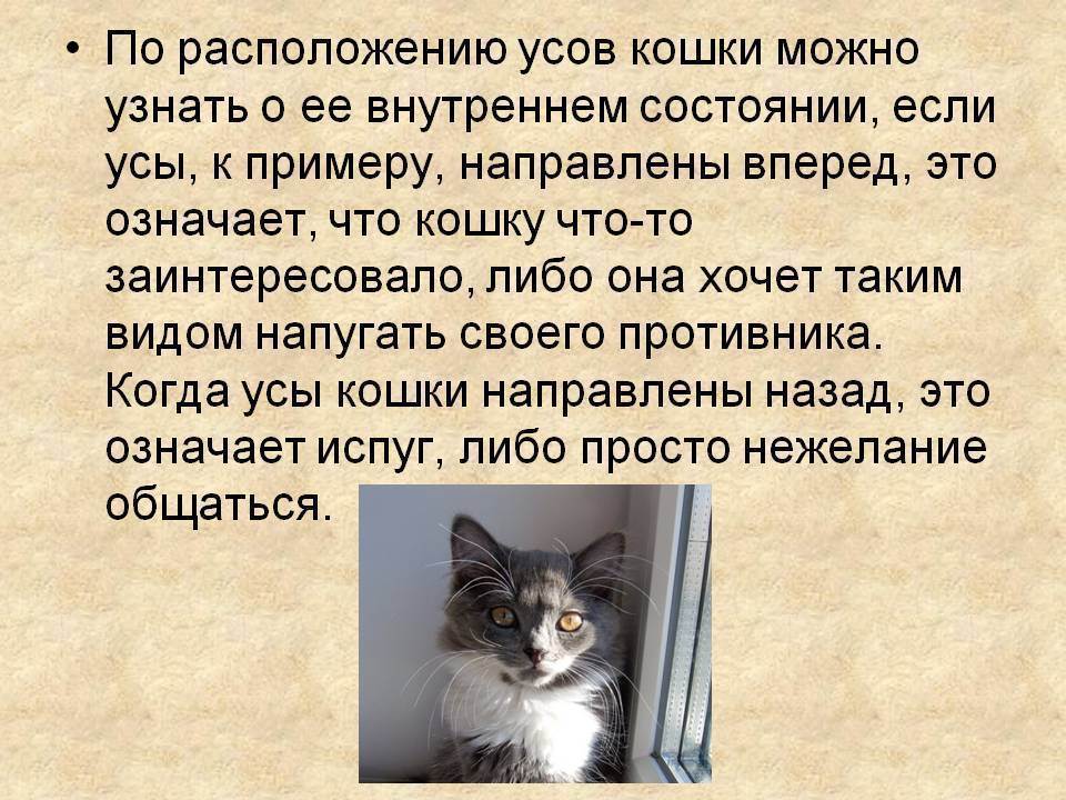 Зачем коту усы: особенности, функции и интересные факты :: syl.ru