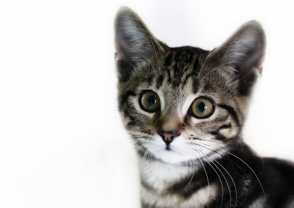 Американская жесткошерстная кошка: описание породы