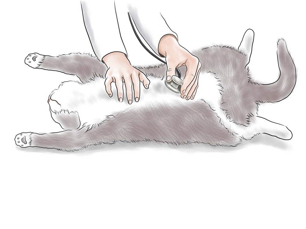 Кровотечение у кошек — как помочь животному в домашних условиях