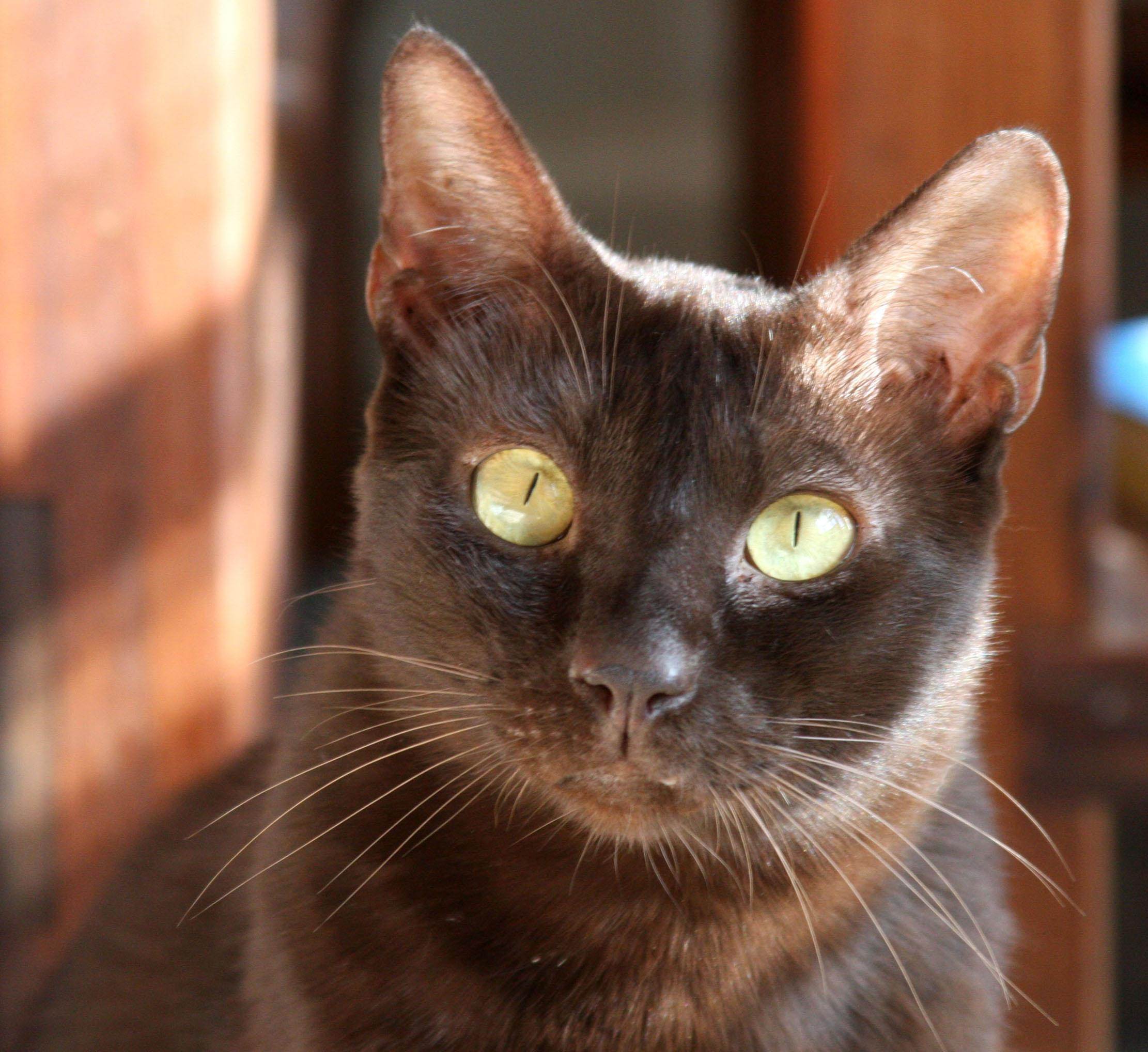 Кошка гавана браун (havana brown cat) | мур тв